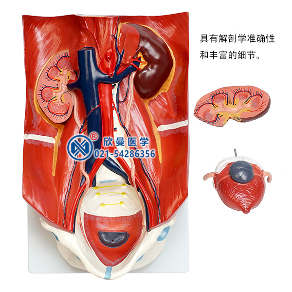 泌尿系統(tǒng)模型分解為3部件