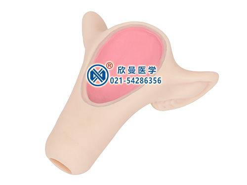 女性宮內(nèi)避孕器訓(xùn)練模型