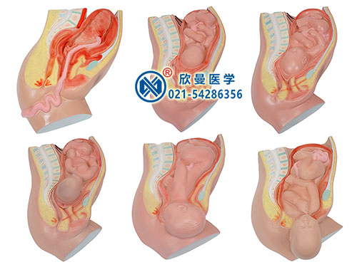 足月胎兒分娩過程模型