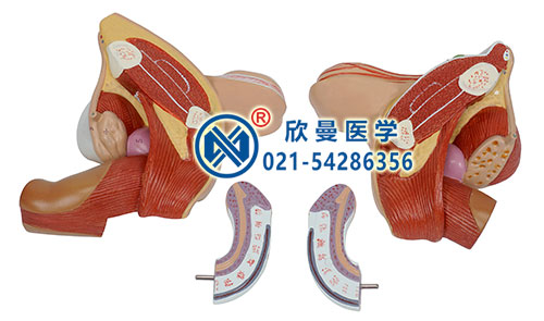 男性生殖器模型分解為4部件