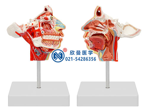 頭面部血管神經(jīng)模型