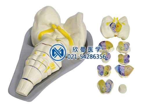 腦干橫切面模型