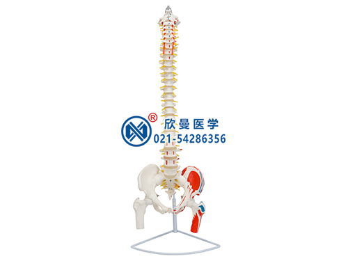 脊柱帶骨盆和股骨頭附肌肉著色模型