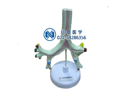 氣管、支氣管及肺段支氣管模型