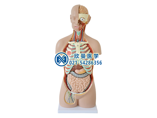 無(wú)性軀干模型,人體半身軀干模型