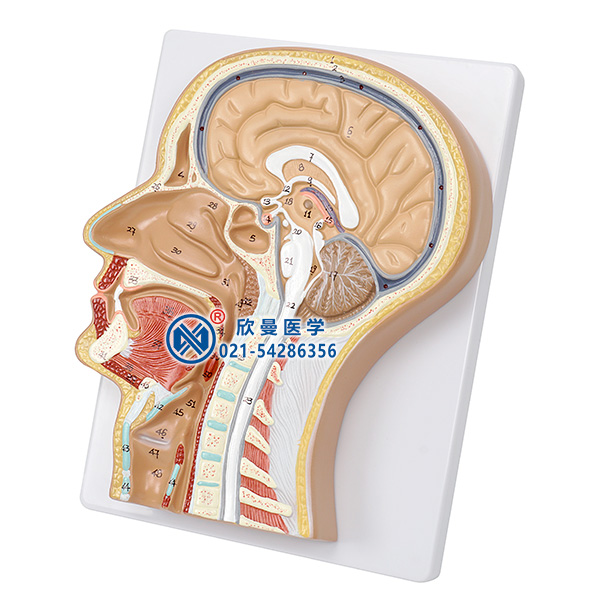 頭部正中矢狀切面模型