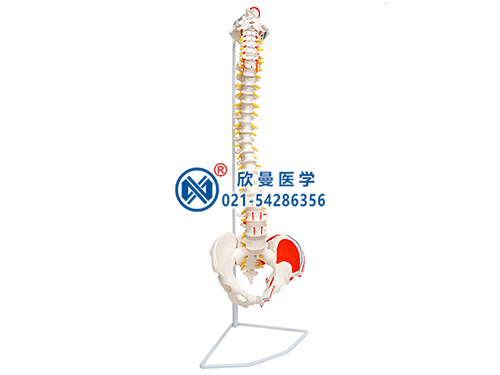 脊柱帶骨盆附肌肉著色模型