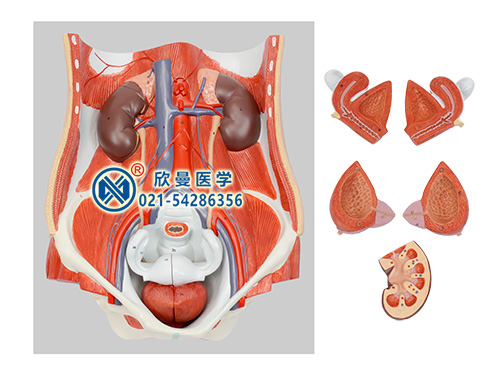 兩性泌尿系統(tǒng)模型