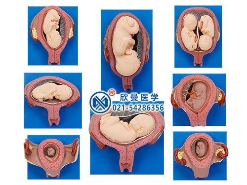 胎兒妊娠發(fā)育過程模型