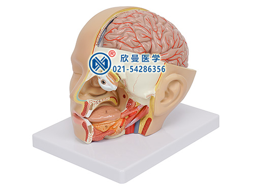頭部解剖模型,顱腦矢狀竇解剖模型