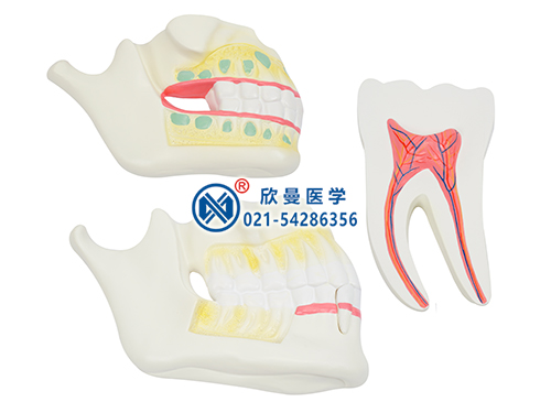 乳牙、恒牙牙列模型
