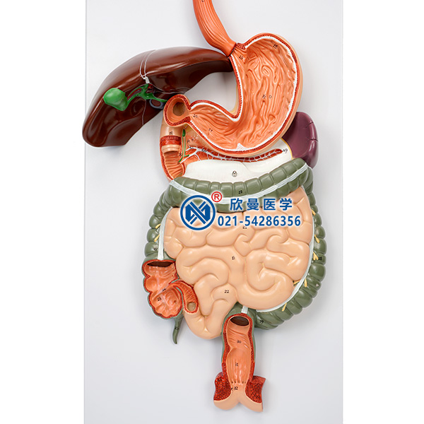 消化系統(tǒng)模型消化道結構