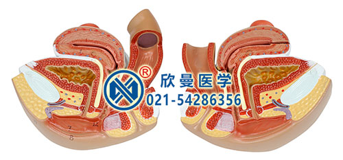 女性生殖器官結(jié)構(gòu)模型(分解為2部件)