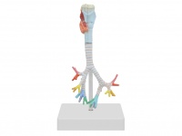 喉與氣管、支氣管樹模型（3部件）