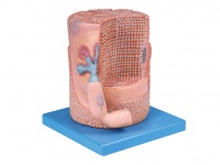 橫紋骨骼肌纖維與運動終板放大模型
