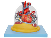 心臟與透明肺、氣管、支氣管樹模型