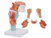 喉附舌、牙模型