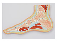 足關節(jié)剖面模型