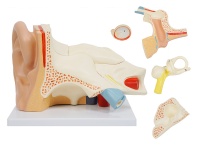 耳解剖放大模型（放大3倍，6部件）