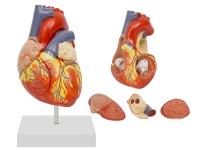 心臟解剖放大模型（放大2倍，4部件）