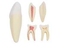 人體牙齒解剖放大模型（切牙、尖牙、磨牙模型）