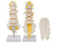 腰骶椎與脊神經模型（骶骨可打開）
