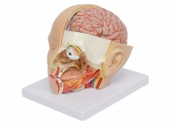 頭部解剖模型（顱腦矢狀竇解剖模型）