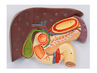 肝、膽、胰、十二指腸、胃切面模型