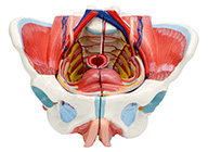 女性骨盆附生殖器官與血管神經模型