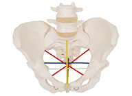 女性骨盆測量示教模型