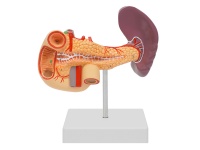胰、十二指腸和脾模型