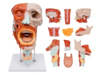 鼻、口、咽、喉腔分解模型