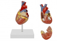 心臟解剖模型（自然大，2部件）