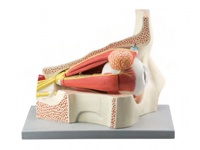 眼球與眼眶放大模型（放大5倍，11部件）