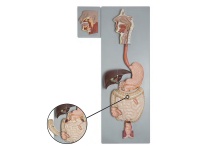 消化系統(tǒng)附腮腺模型