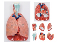 喉、心、肺解剖模型（呼吸系統(tǒng)模型）